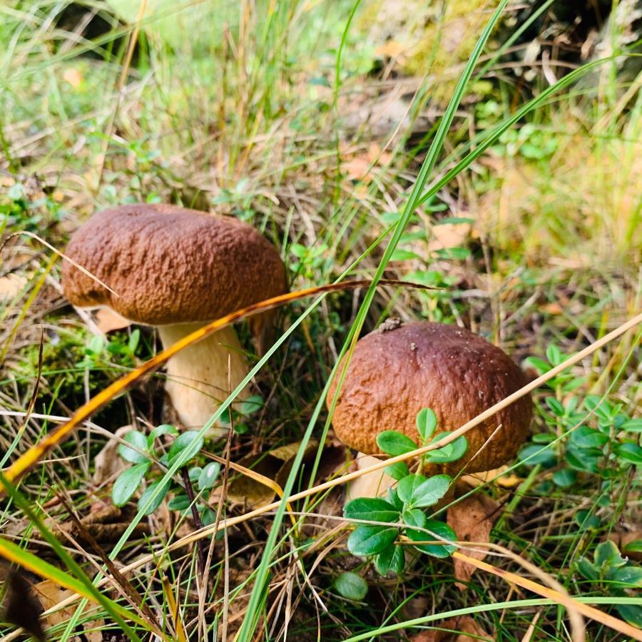 Pokoje Goscinne Ewela 莱鲍 外观 照片